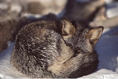 《Apex英雄》公布等级上限提高计划 玩家保底可得传家宝